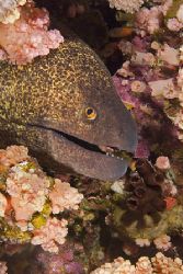 This eel was posing perfectly and smiling for the camera ... by Jessica Vasale 